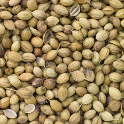 Deep Coriander Seeds 28 Oz.