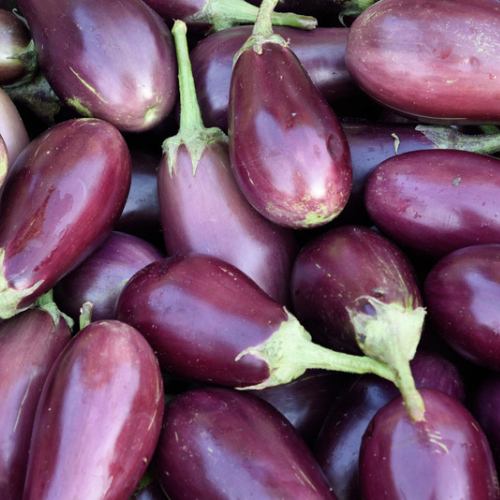 Indian Eggplant