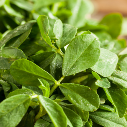 Methi Leaves