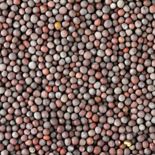 Deep Mustard Seeds 14 Oz.