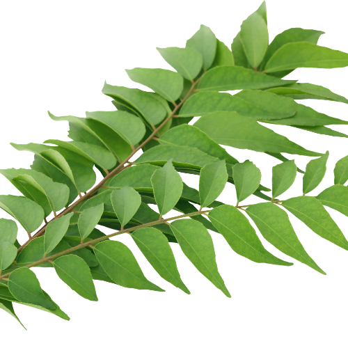 Curry Leaves